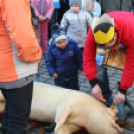 Év végi malackodás Szőke Andrással a tapolcai Tóparton 1/3