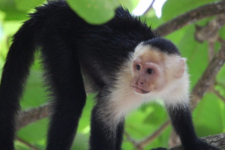 A majmok kitapasztalják, hogyan tudják leghatékonyabban használni eszközeiket
